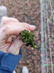 Lagarosiphon major