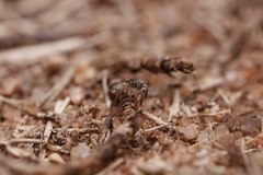 Stenaelurillus sarojinae