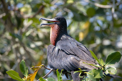 Fregata magnificens