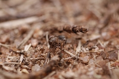 Stenaelurillus sarojinae