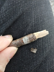 Lecanora intumescens