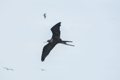 Fregata magnificens