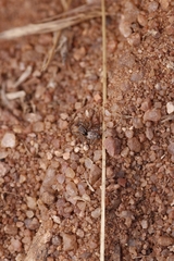 Stenaelurillus sarojinae