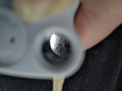 Lecanora intumescens