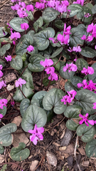 Cyclamen coum