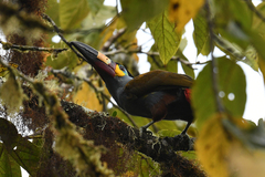 Andigena laminirostris