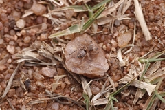 Stenaelurillus sarojinae