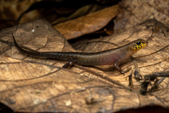 Sphenomorphus sabanus