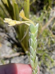 Gnidia anomala