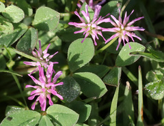 Trifolium resupinatum