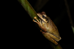 Polypedates macrotis