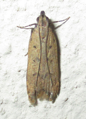 Autostichidae