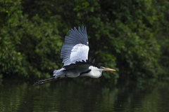 Ardea cocoi