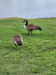 Branta canadensis