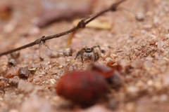 Stenaelurillus shwetamukhi
