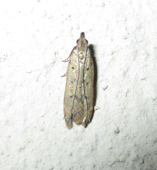Autostichidae