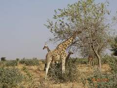 Giraffa camelopardalis peralta