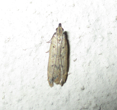 Autostichidae