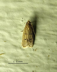 Autostichidae