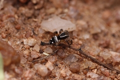 Stenaelurillus shwetamukhi