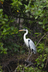 Ardea cocoi