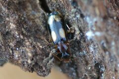 Dromius quadrimaculatus