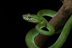 Trimeresurus sumatranus