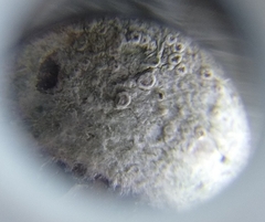 Lecanora intumescens