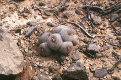 Epithelantha greggii