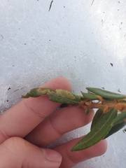 Phyllonorycter ledella