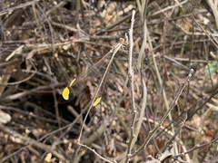 Mecistogaster ornata