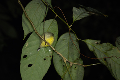 Arachnothera longirostra