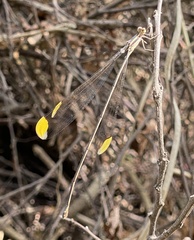 Mecistogaster ornata