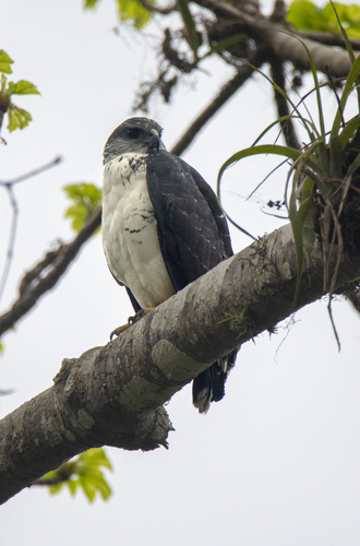 Grey-backed Hawk (Pseudastur occidentalis), photo 6