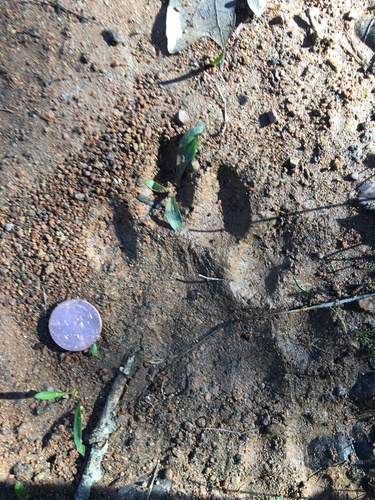 Mountain Lion Tracks – NatureTracking