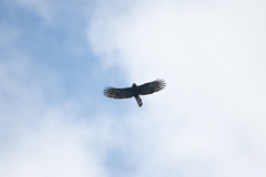 Spizaetus tyrannus