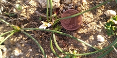 Romulea columnae