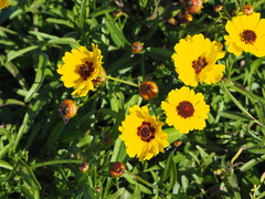 Coreopsis tinctoria