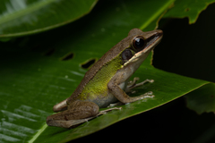 Chalcorana megalonesa