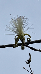 Pseudobombax ellipticum