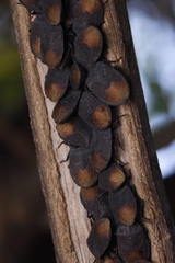 Cyclopelta siccifolia