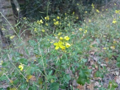 Brassica fruticulosa