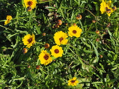 Coreopsis tinctoria