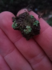 Riccia