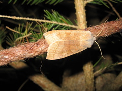 Orbona fragariae