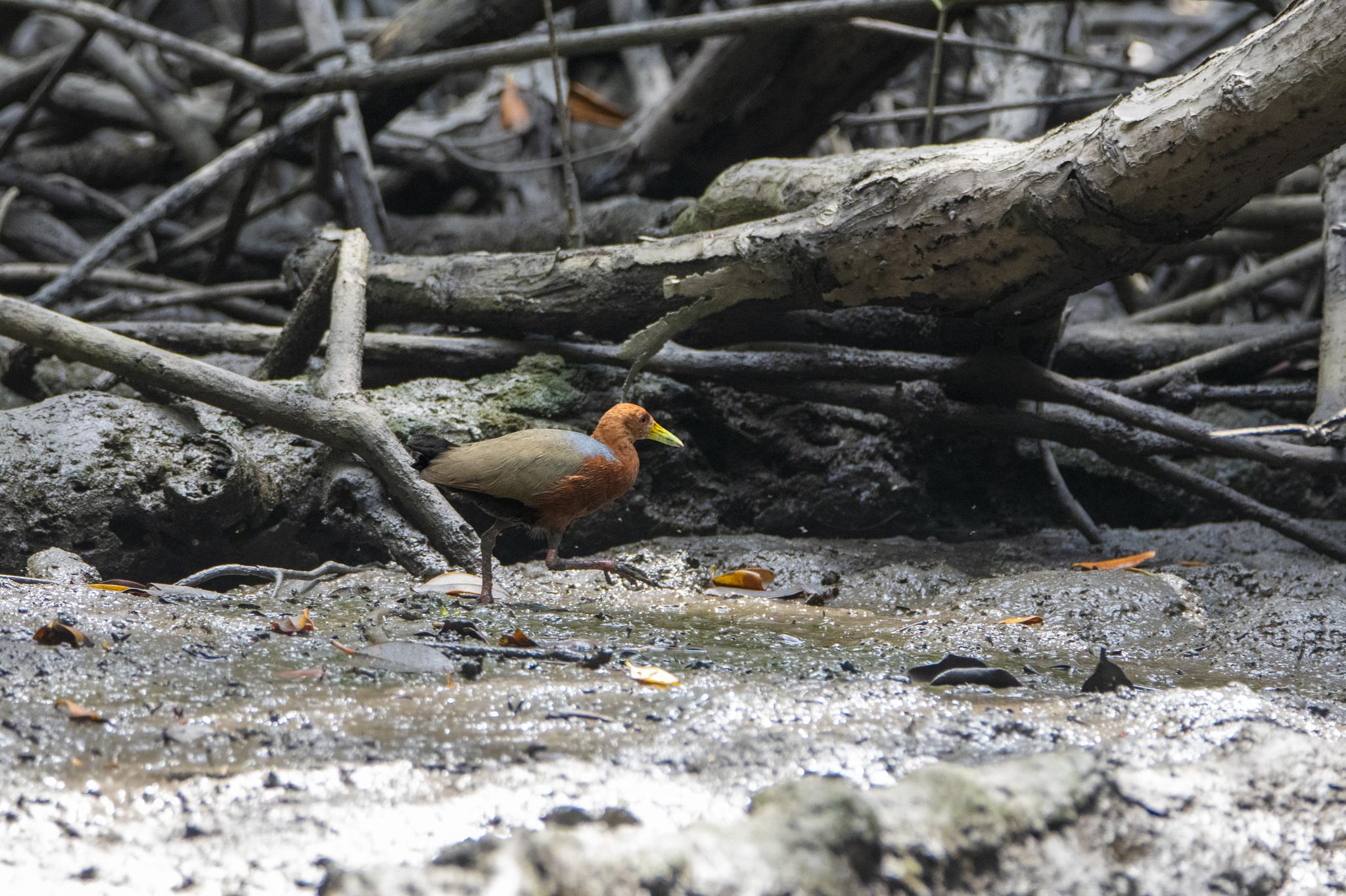 Rufous-necked Wood Rail (Aramides axillaris), photo 2