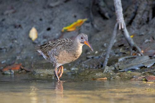 Mangrove Rail (Rallus longirostris), photo 6