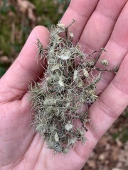 Usnea florida