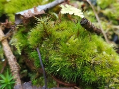 Dicranodontium denudatum