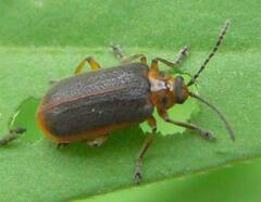 Galerucella nymphaeae